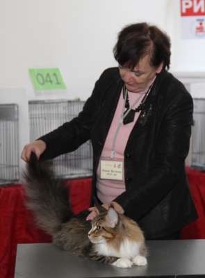 Выставка кошек 'Осенний Кэт-Салон' 30 ноября-1 декабря 2013., WCF-ринги 2609